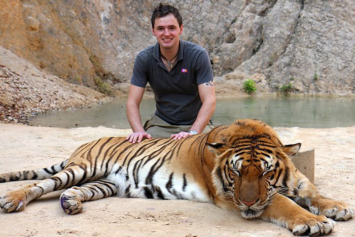 86-big-cats-rescued-from-thailands-tiger-temple-have-died-in-government-custody-smithsonian-com.jpg