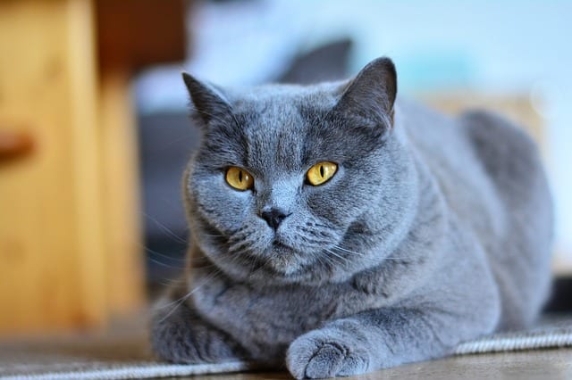 9-of-the-oldest-cat-breeds-still-around-today-cole-marmalade-5.jpg