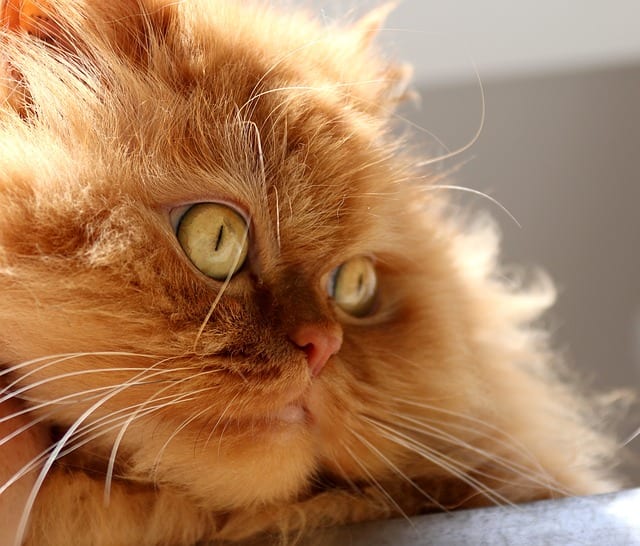 9-of-the-oldest-cat-breeds-still-around-today-cole-marmalade-6.jpg