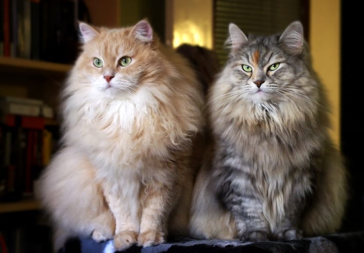 9-of-the-oldest-cat-breeds-still-around-today-cole-marmalade-9.jpg