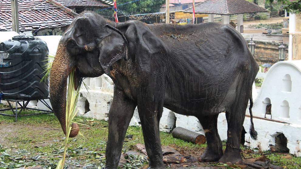 sri-lanka-probes-elephant-cruelty-at-buddhist-parade-cna.jpg