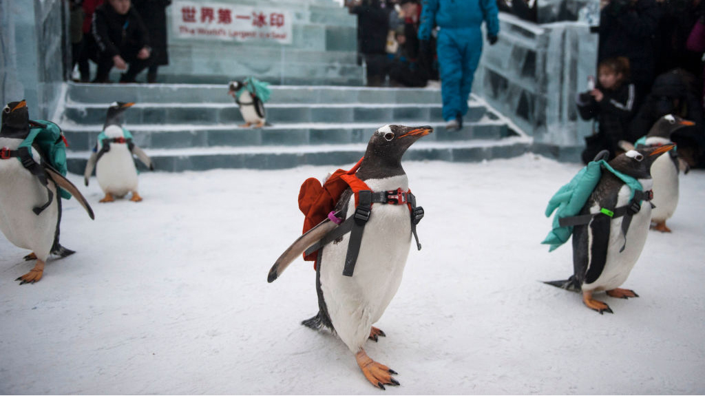 these-photos-of-penguins-wearing-backpacks-will-brighten-your-day-geek-1.jpg