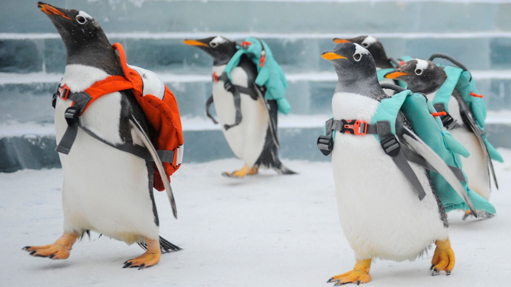 these-photos-of-penguins-wearing-backpacks-will-brighten-your-day-geek-2.jpg