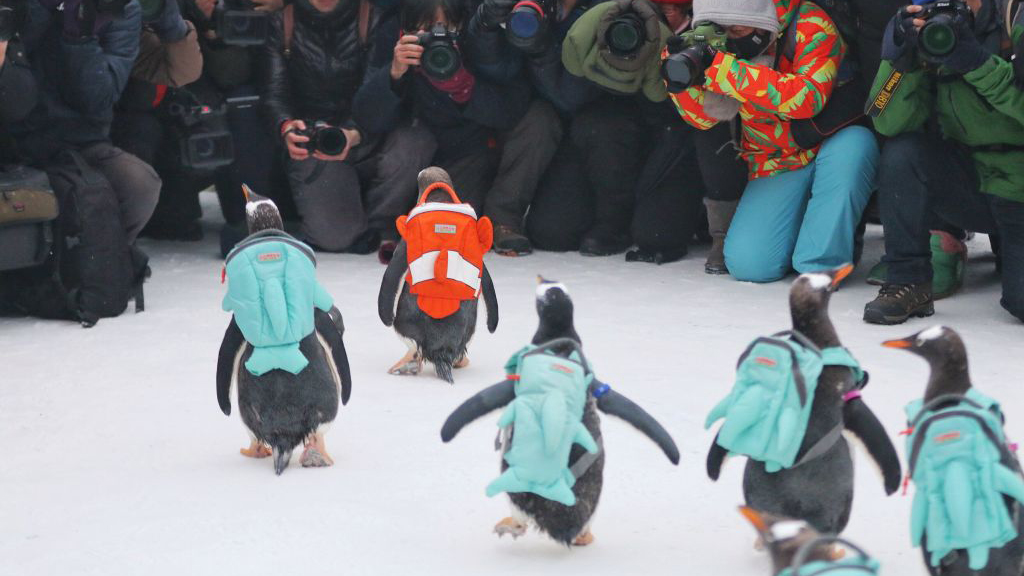 these-photos-of-penguins-wearing-backpacks-will-brighten-your-day-geek-3.jpg