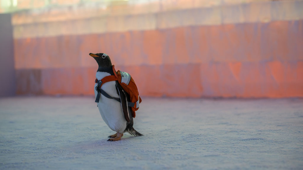 these-photos-of-penguins-wearing-backpacks-will-brighten-your-day-geek.jpg